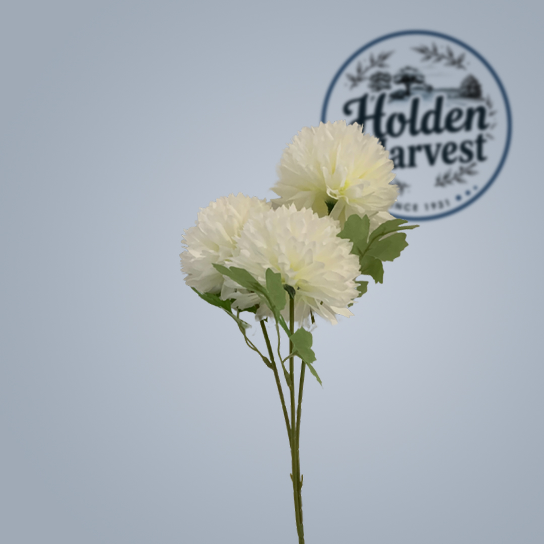 Chrysanthemum-white